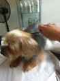 /album/fotos-zoe-s-city-dog/i-phon-2777-jpg1/
